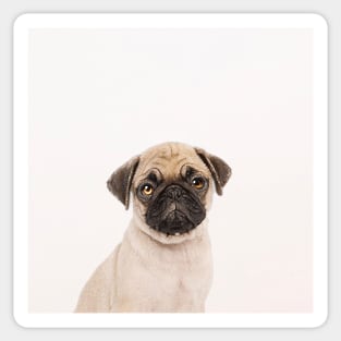 Puggly the Pug Dog Sticker